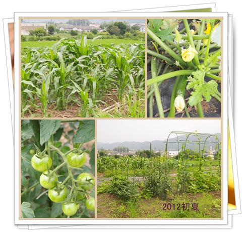 家庭菜園.jpg